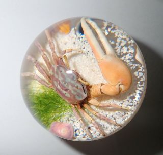65 Mm Sphere Reddish Fiddler Crab Specimen Glass Shell With Stand