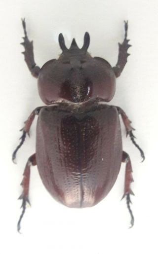 Scarabaeidae/dynastinae/ Homophileurus Waldenfelsi Male Rare From Peru