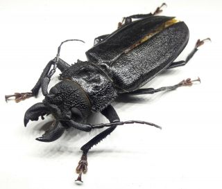 Cerambycidae/prioninae Physopleurus Longiscapus Male 74 Mm From Peru