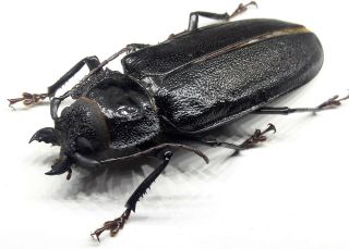 Cerambycidae/prioninae Physopleurus Longiscapus Female 72 Mm From Peru
