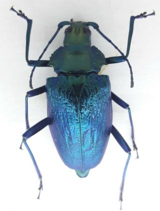 Cerambycidae/prioninae Charmallaspis Pulcherrima 30 Mm Rare From Brazil