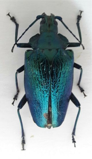 Cerambycidae/prioninae Charmallaspis Pulcherrima 46 Mm Rare From Brazil