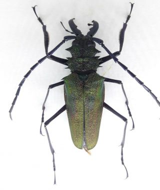 Cerambycidae/prioninae Psalidognathus Superbus Male 51 Mm From Peru