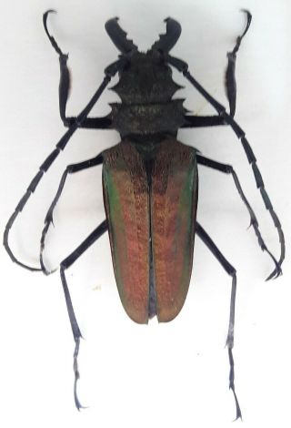 Cerambycidae/prioninae Psalidognathus Superbus Male 52 Mm From Peru
