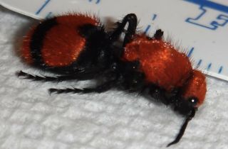 Mutillidae Dasymutilla Occidentalis Red Velvet Ant Cow Killer Wasp Indiana Aa45