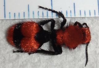 Mutillidae Dasymutilla occidentalis Red Velvet Ant Cow Killer Wasp Indiana AA45 2