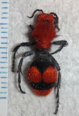 Mutillidae Dasymutilla Occidentalis Red Velvet Ant Cow Killer Wasp Indiana Aa44