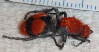 Mutillidae Dasymutilla occidentalis Red Velvet Ant Cow Killer Wasp Indiana AA44 2