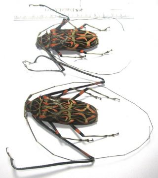 Cerambycidae Lamiinae Acrocinus Longimanus Pair 71mm M /71mm F 3 From Peru