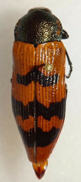 Buprestidae Temognatha Murrayi Australia Jewel Beetle Insect 36 Calodema