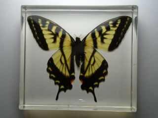 Eastern Tiger Swallowtail Butterfly.  Real Butterfly Embedded In Clear Resin.
