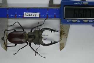 B24172 – Lucanus Nobilis Ps.  Beetles.  Insects Ha Giang Vietnam 66mm