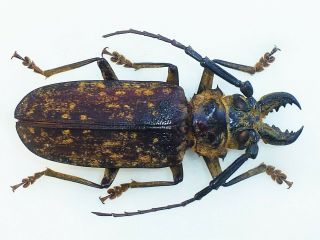 Very Rare Prioninae Tithoes Maculatus Yolofus Male Huge 70mm,  Togo