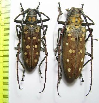 Cerambycidae,  Batocera Victoriana,  Pair,  Malaysia,  Borneo