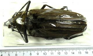 Beetles,  (2523),  Cerambycidae,  Xixuthrus Microcerus Lunicollis,  Female