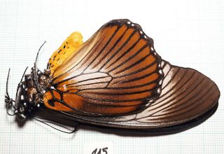 Papilio Zalmoxis,  Papilionidae,  2019 - 115cs