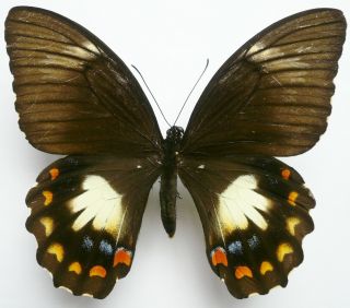 Papilio Aegeus Ormenus Female Dark Form From Timika,  Irian Jaya