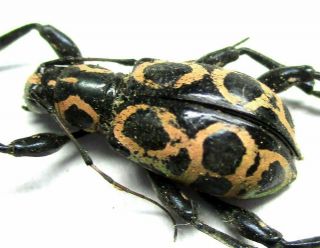 F002 Mi : Cerambycidae: Doliops Species? Female 14mm A -
