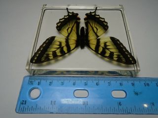 EASTERN TIGER SWALLOWTAIL BUTTERFLY.  Real insect embedded in casting resin.  (A2) 2