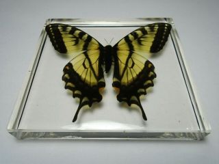 EASTERN TIGER SWALLOWTAIL BUTTERFLY.  Real insect embedded in casting resin.  (A2) 3
