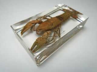 Freshwater Mudbugs.  Real Crayfish (crawfish / Lobster) Embedded In Resin.