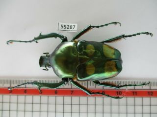 55287 Cetoniidae: Jumnos Ruckeri.  Vietnam N