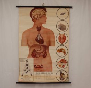 1945 Vtg Biology Wall Chart Pull Down Human Body Endocrine System Rudolph Schick
