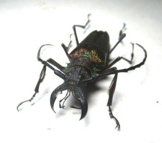 Cerambycidae Prioninae Psalidognathus Superbus 53mm 16 Peru - San Martin Region
