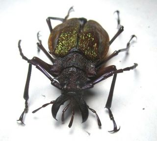 Cerambycidae Prioninae Psalidognathus Superbus 53mm 14 Peru - San Martin Region