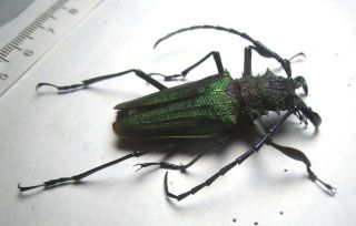 Cerambycidae Prioninae Psalidognathus Superbus 52mm 7 Peru - San Martin Region