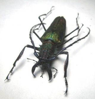 Cerambycidae Prioninae Psalidognathus Superbus 49mm 5 Peru - San Martin Region