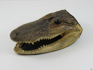 Vintage Taxidermy Alligator Crocodile Skull Head : Green Glass Eyes Real Teeth
