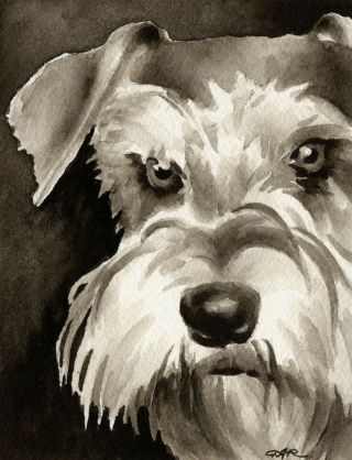 Miniature Schnauzer Note Cards By Watercolor Artist Dj Rogers