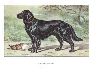 1930 Art Francois Castellan France Dog Watercolor Print Flat Coated Retriever