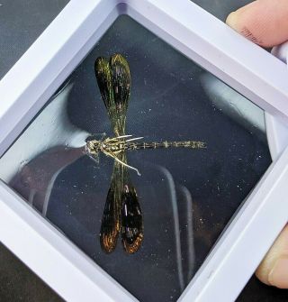 H18 Iridescent Golden Grn Wing Dragonfly Display Collectible Floating