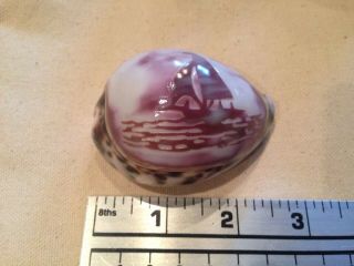 Vintage Tiger Cowrie Shell Hand Carved Sailing Ship 2.  5 Inches