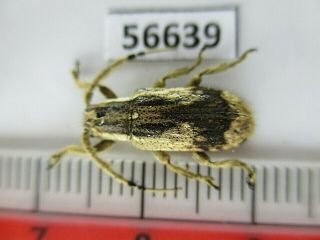 56639 Cerambycidae Sp.  New?.  Vietnam S
