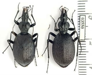 Carabidae Cychrus Rosti Belousovi Caucasus,  Abkhazia