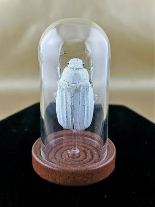 G18 Entomology Taxidermy White Snow Beetle Glass Dome Display Collectible Oddity