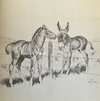 Colt Quarter Horse & Donkey Foals Friends Western Range Horse 1936 Art Print