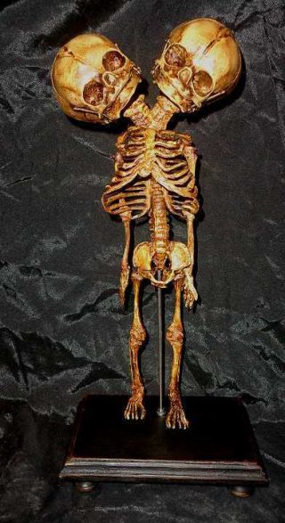 Vintage Style Double Headed Anatomical Baby Fetal Skeleton On Wooden Stand.
