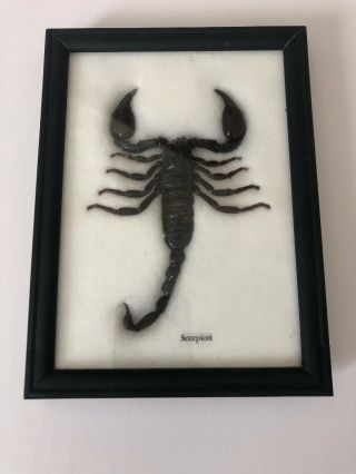 Big Black Scorpion In Framed Taxidermy Insect Bug 8 X 6 X 1/2 " - Deal Spider