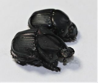 Scarabaeidae,  Phanaeus Prasinus Lugens Pair (rare Species)