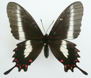 Papilio (mimoides) Lysithous Lysithous Female From Joinville,  Brazil