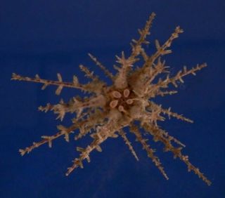 00477 Sea Urchin - Goniocidaris Spinosa,  16 Mm