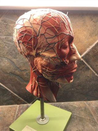 Vintage SOMSO Human Half Head model educational model ANATOMY MODEL 2