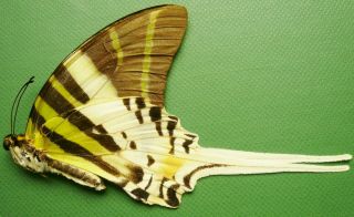 Graphium Androcles Androcles Female From Bantimurung,  Sulawesi