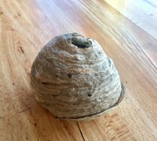Authentic Small Paper Wasp Hornet Bald Face Nest