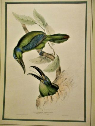 John Gould Hand Colored Lithograph Pteroglossus Derbianus