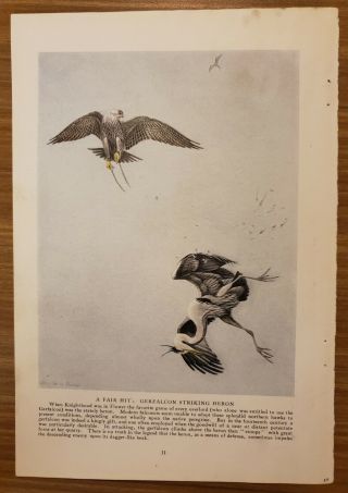 1920 Gerfalcon Bookplate Art Print Painted By Louis Agassiz Fuertes - Ng21